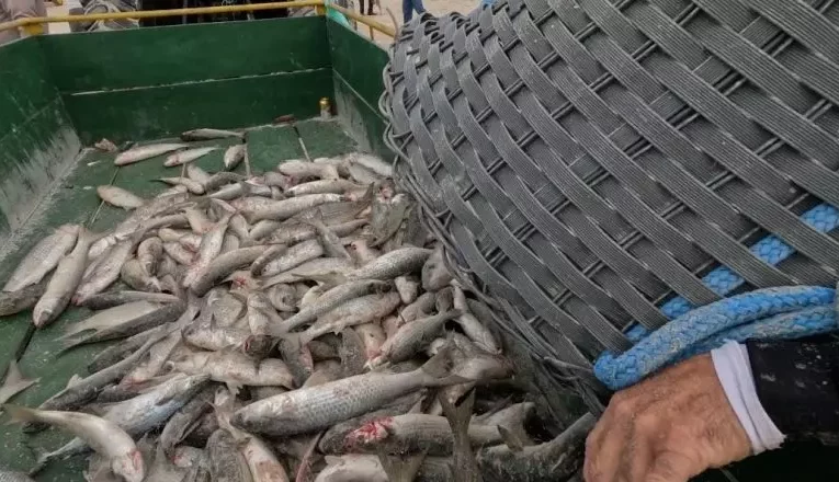 Temporada da pesca anilhada de tainha 2023 é encerrada em SC