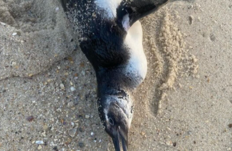 Tartaruga e pinguins são encontrados mortos nas orlas das praias de Saquarema